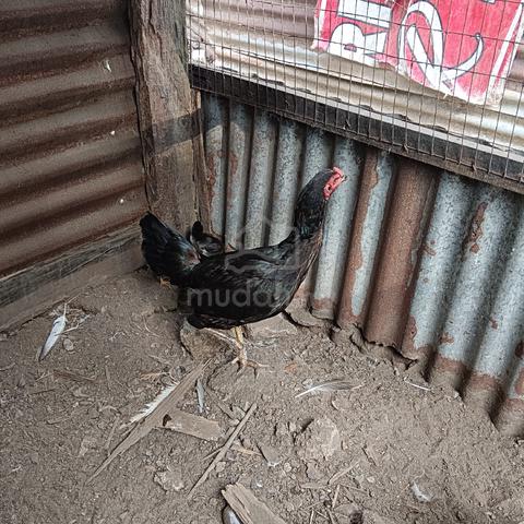 Carousel Image