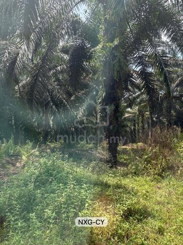 Value Buy‼️7.78 Acres Agriculture Land!Jln Jugra Kpg Permatang Banting 1