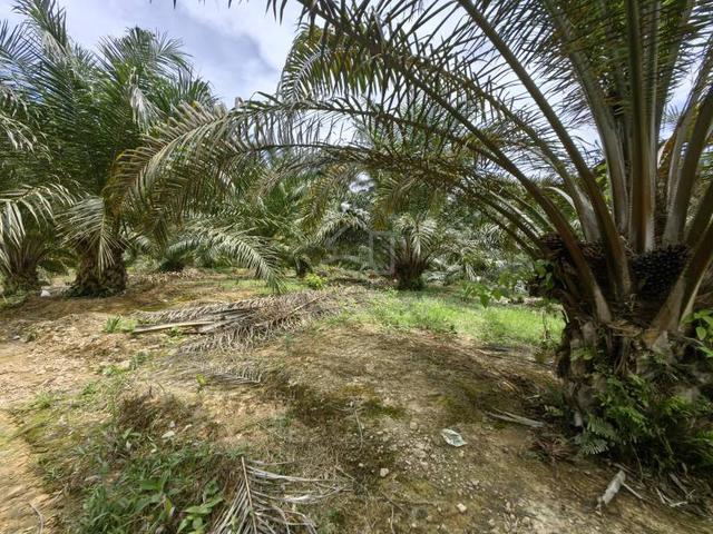84 Acres Oil Palm Plantation Freehold Kuala Lipis 1