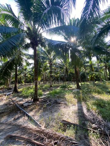Coconut tree Agriculture Land nearby Tmn Malinja, Semeling 1
