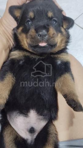 Pure Rottweiler Puppies  - photo 4 of 4