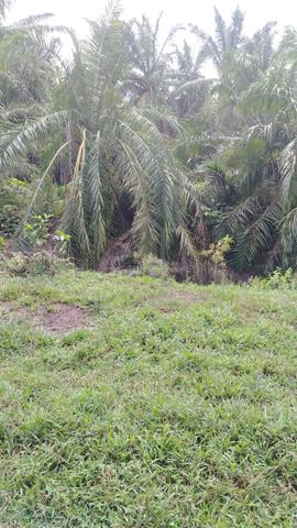 Banting Land for Sale, Sungai Kelambu 2, Felcra, 📌2.07 Acres Land 3