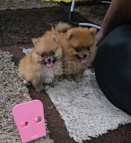 Pomeranian - photo 3 of 5