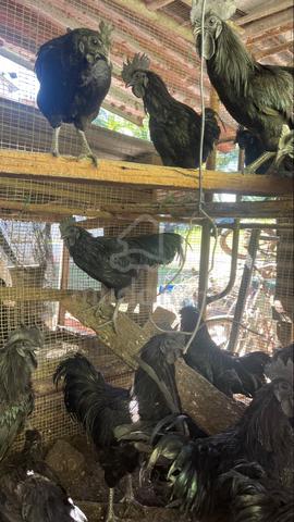 ayam cemani - photo 6 of 6