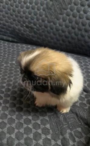 Pekingese Quality puppies - photo 4 of 6