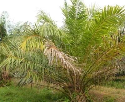 pokok kelapa sawit Dan tanam nenas 1