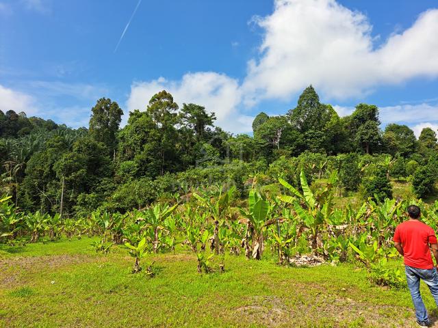 GAMBANG BANANA Plantation 5 acres Freehold 1
