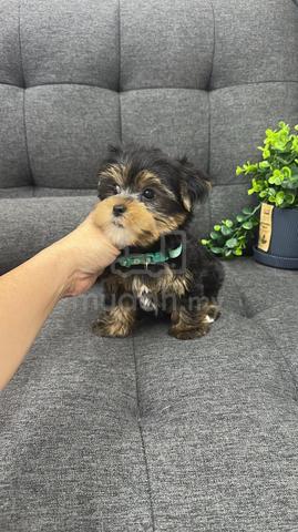 Pure Breed Yorkshire Terrier (Male) 纯种约克夏 男生 - photo 2 of 3