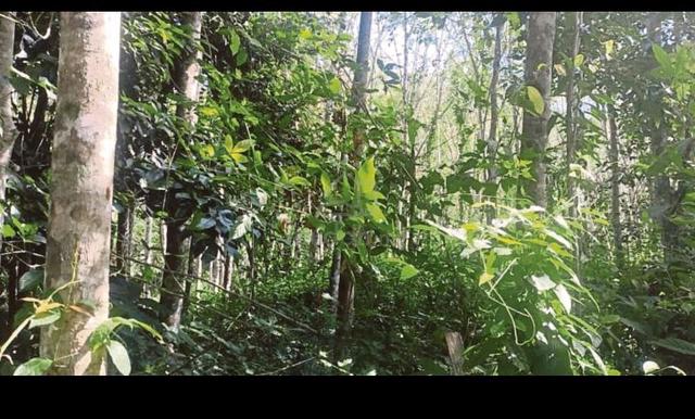 Ladang Getah Untuk Disewa/Pajak 1