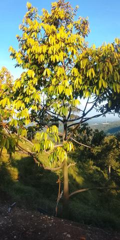 Premium 60-Acre Freehold Durian Orchard + Granite Mine 🔥 1