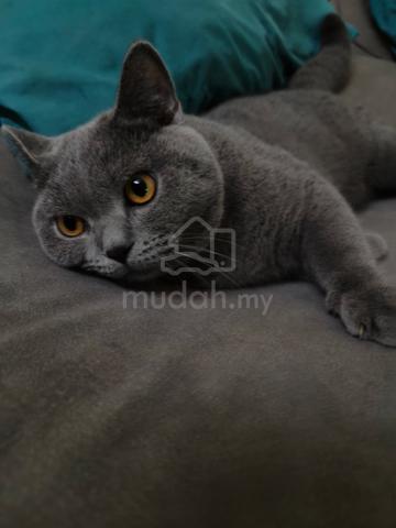 BSH Male - photo 5 of 6