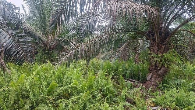 Banting / Kuala Langat agriculture land 1