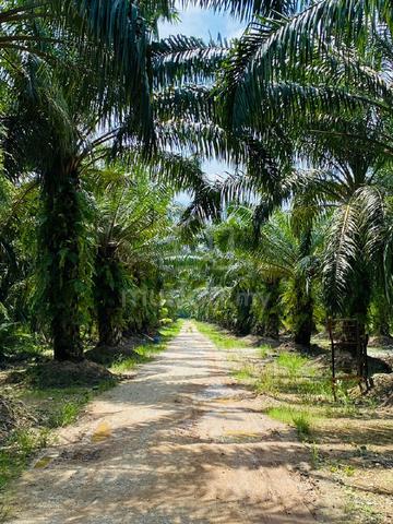 Industrial Zoning Plantation 1