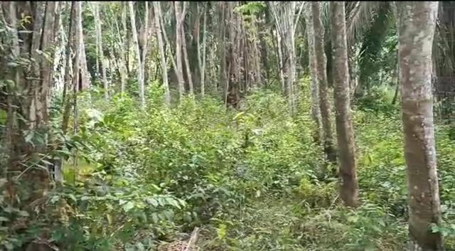 Tanah Kebun Untuk Dijual 1