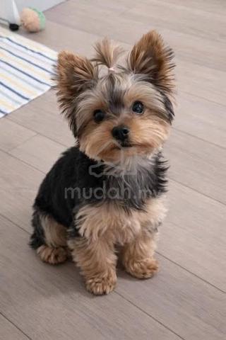 Carousel Image Selected