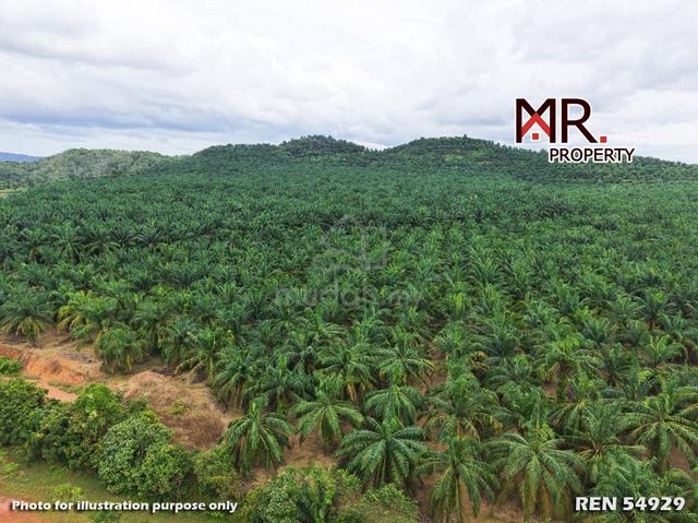 EASY ACCESS Oil Palm Farm Gua Musang Kelantan FOR SALE 1