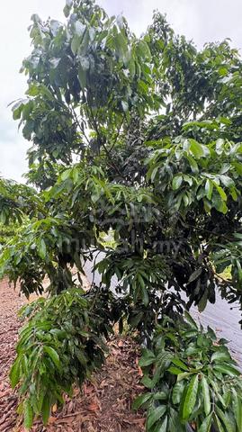 kebun durian musang king yong peng 9 ekar untuk dijual 1