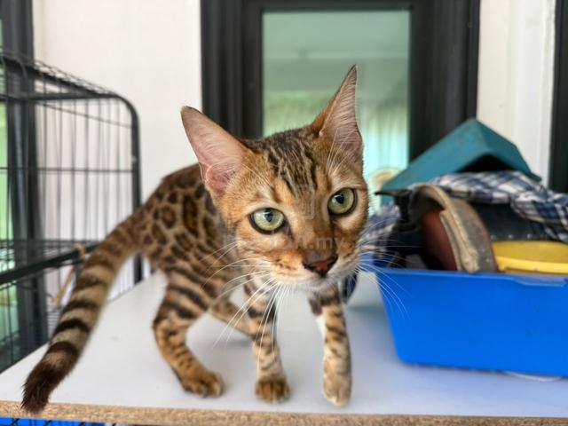 Rosetted bengal healthy breed - photo 3 of 3