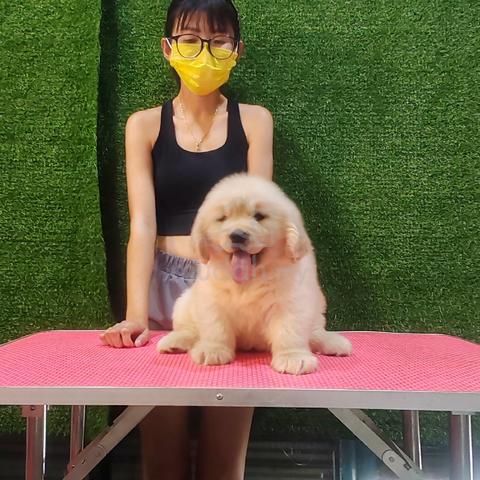 XXXL golden retriever f1 - photo 3 of 4