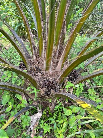 TANAH SAWIT untuk DIJUAL @ SG HIDONG, ULU CHEKA, JERANTUT, PAHANG 1