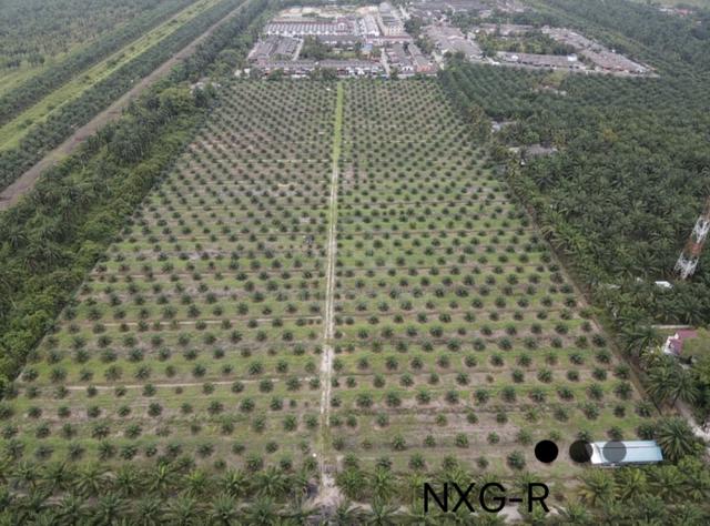 Teluk Intan Perak 20acre Agricultural Oil palm land for sale 1