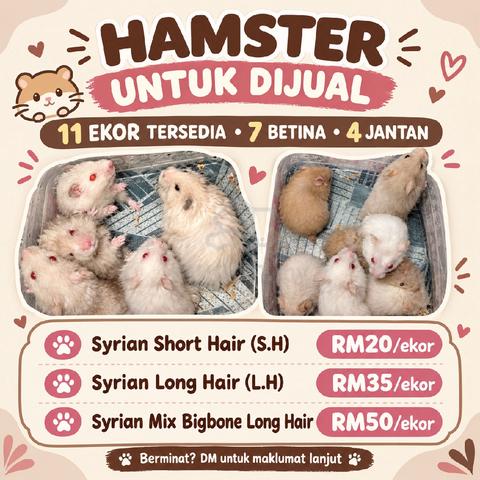 Hamster - photo 5 of 5