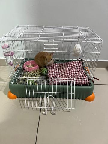 ARNAB Netherland Dwarf & SANGKAR UNTUK DIJUAL❗️ - photo 3 of 3