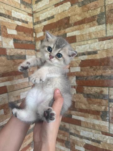 BSH Kitten Golden Blue - photo 4 of 6