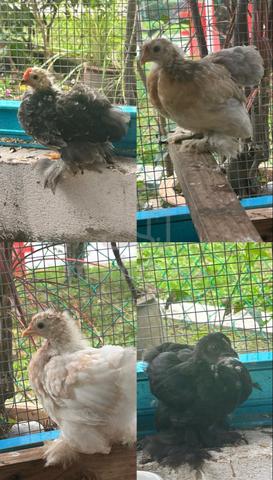 Anak Ayam Pekin For Sale - photo 3 of 4