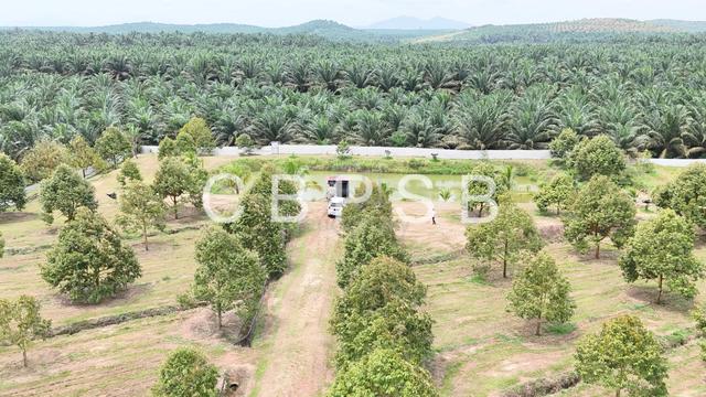 Durian Farm Chamek, Kluang for Sale 1