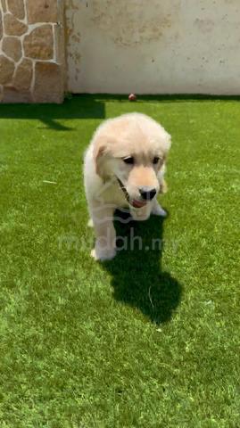 Carousel Image Selected