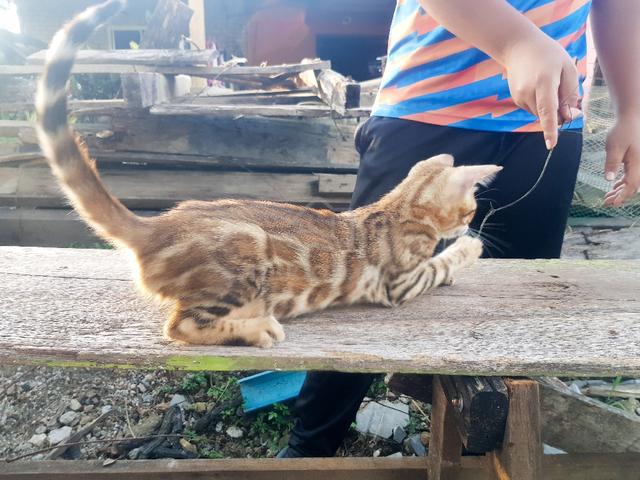 Bengal Rosette - Pets for sale in Alor Setar, Kedah