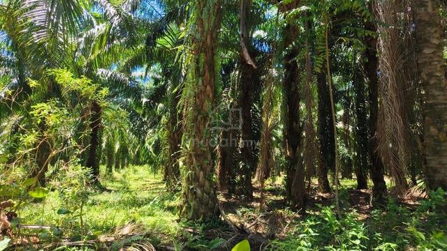Tanah Sawit Produktif @Tasik Perkasa, Manong, Kuala Kangsar, Perak 1