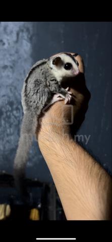 Sugar Glider - Pets for sale in Ampang Hilir, Kuala Lumpur