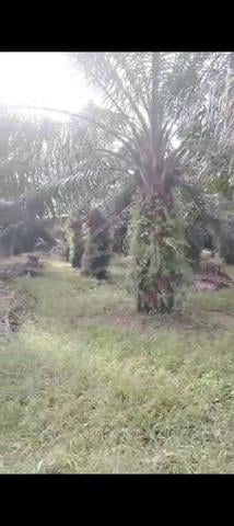 Sungai Pelek， Sepang, 📌5.0 4