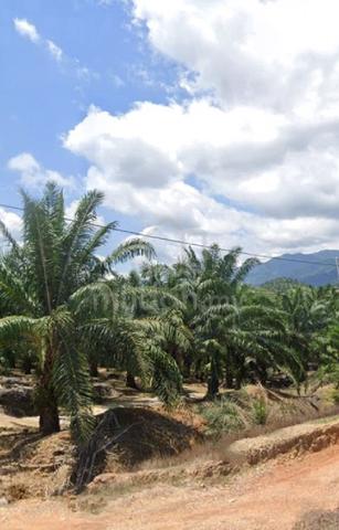 Palm Oil Plantation For Sale 1