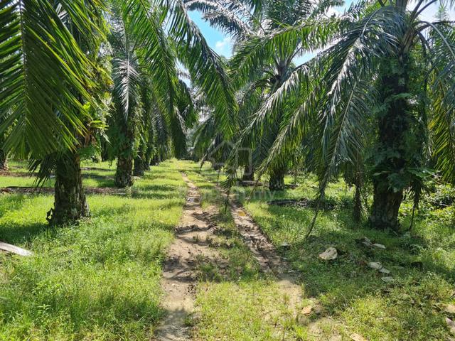 `Kebun Sawit 10 ekar Jln Air Putih, Simpang Taiping - Pokok sawit 1
