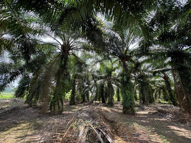 Oil Palm Bindu Batu Pahat 1