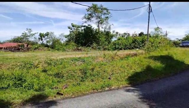 tanah cantek 1