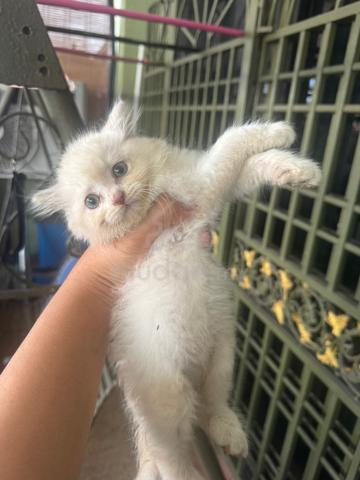 2 kitten utk dijual. - photo 3 of 6