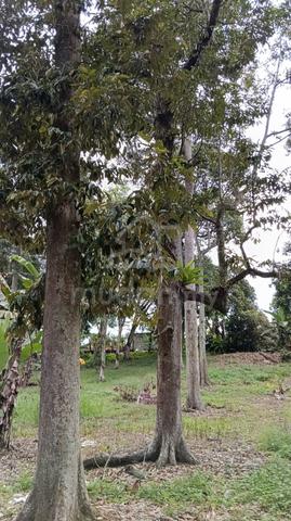 Tanah Cantek 1