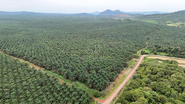 1,562 ACRE | 632 HECTARE Palm Oil Land Sawit Bebar Muadzam Shah 1