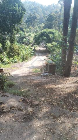19 acres fruit farm in Balik Pulau 1