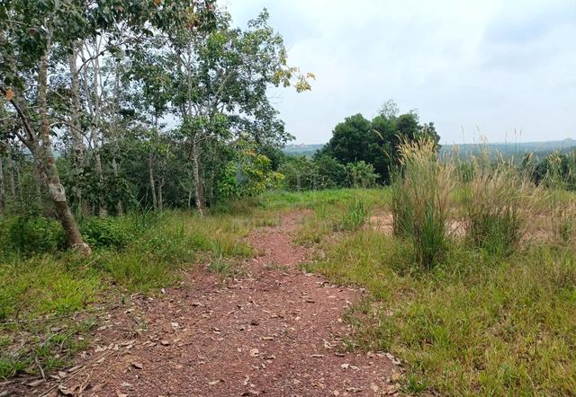 6.5 Ekar Tanah Pokok Getah Kg Melayu Raya Segamat Johor 1