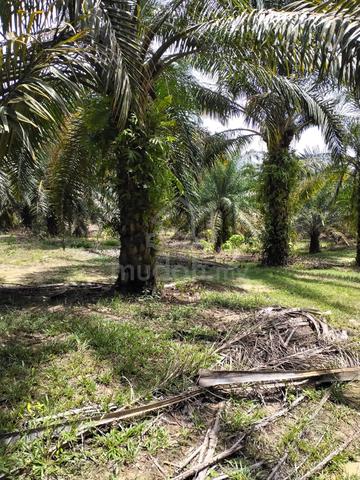 Seputih Oil Palm Plantation Perak 1