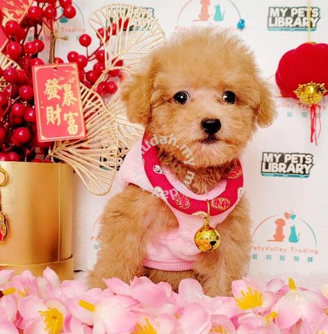 Maltipoo Maltese Poodle Baby Dog B228 - Pets For Sale In Puchong, Selangor