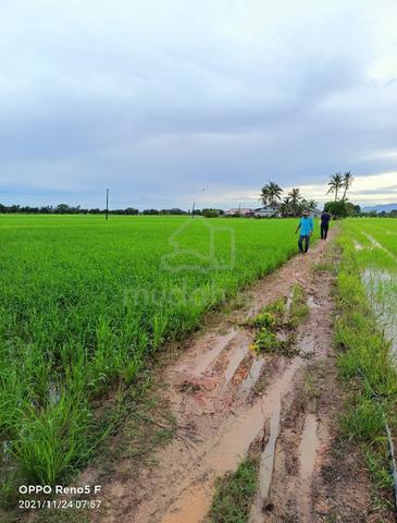 Tanah Sawah untuk DIJUAL 1