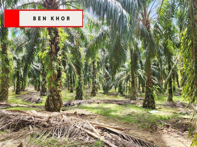 10.263 Acres | Agricultural Land |Reserve Road| Selama | PERAK 1