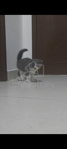 Scottish Fold  - photo 3 of 3