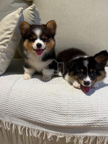 long coat corgi - photo 4 of 4